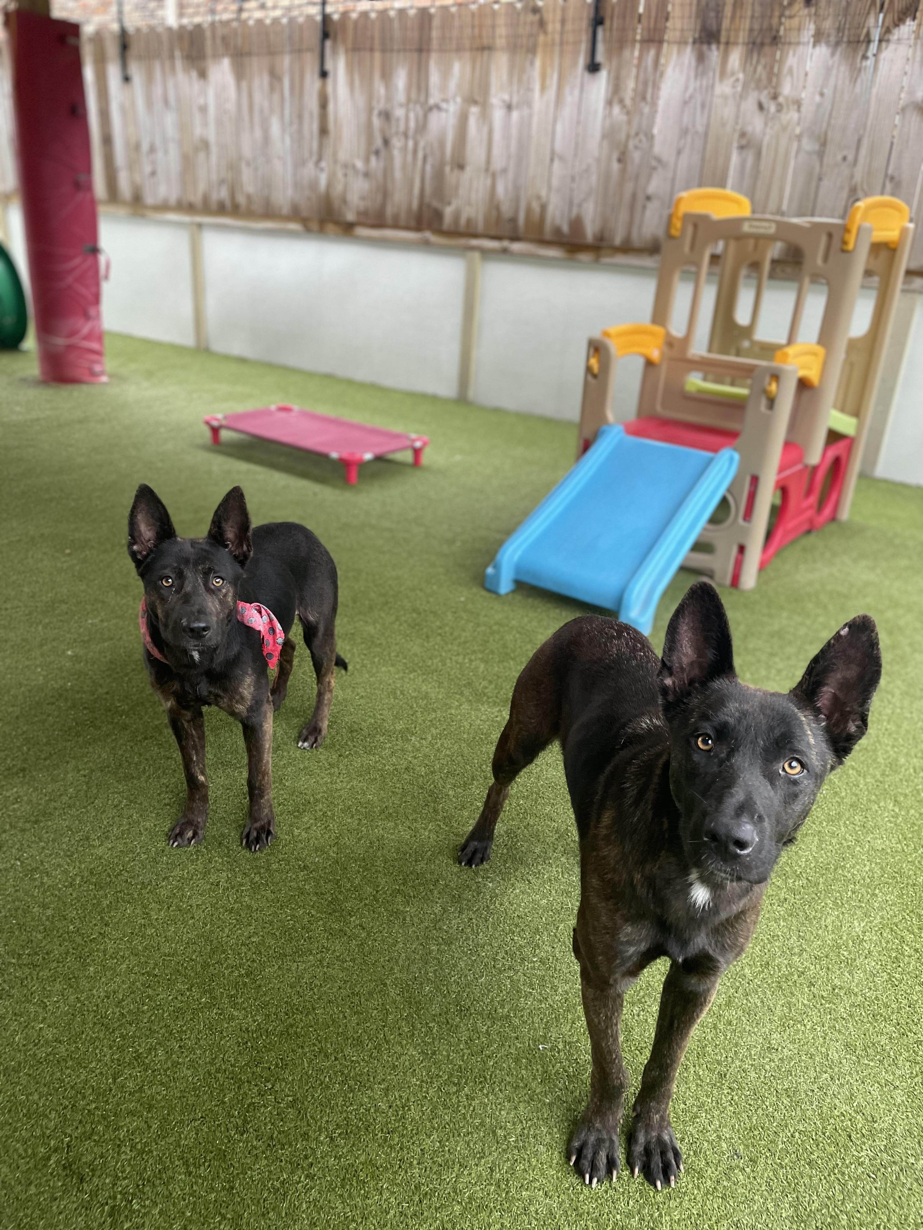 Enlarge Jackie, a ADOPTABLE Dutch Shepherd in Houston, TX image 4/5