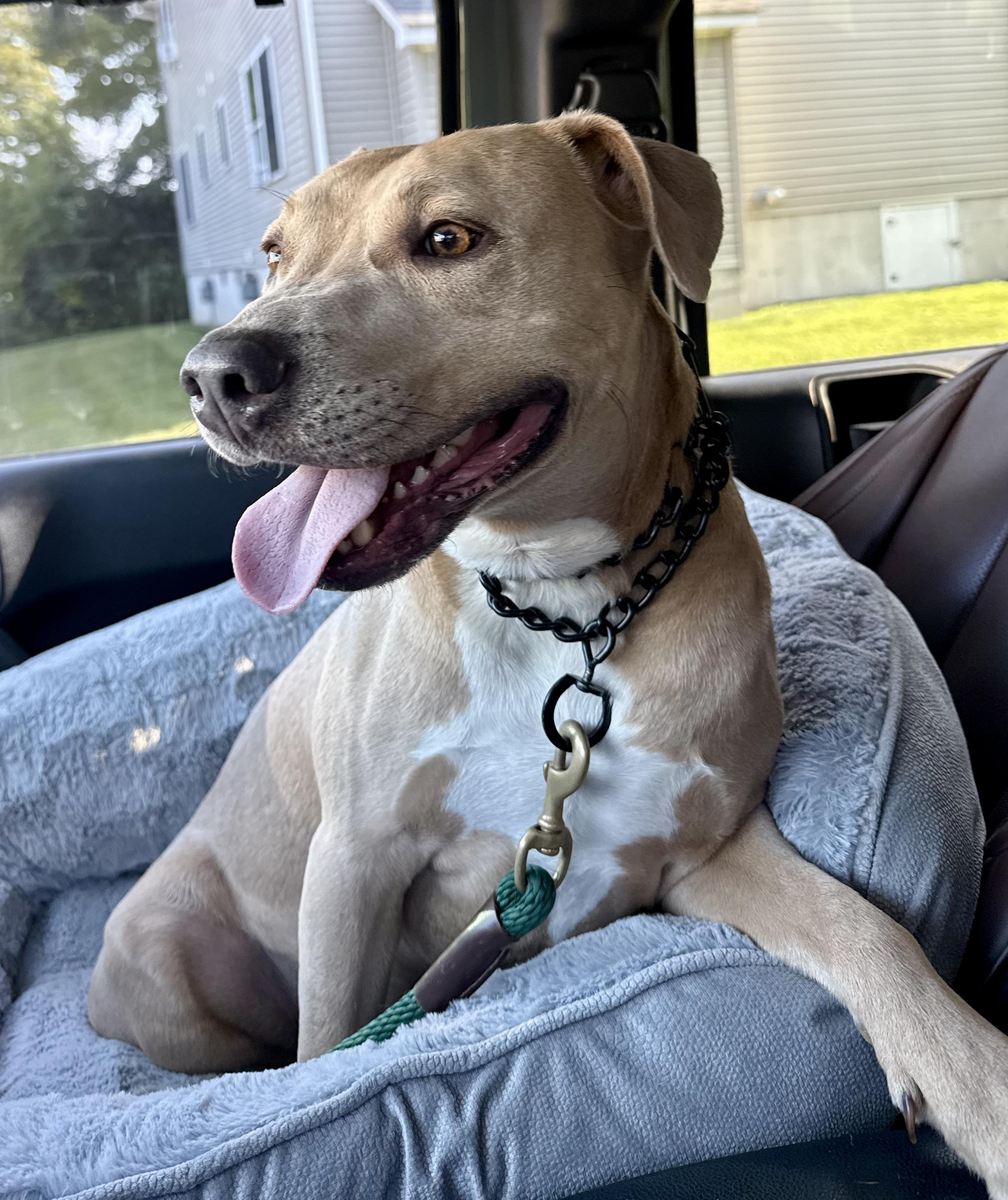 Benny, a Adopted mixed breed image 1/3