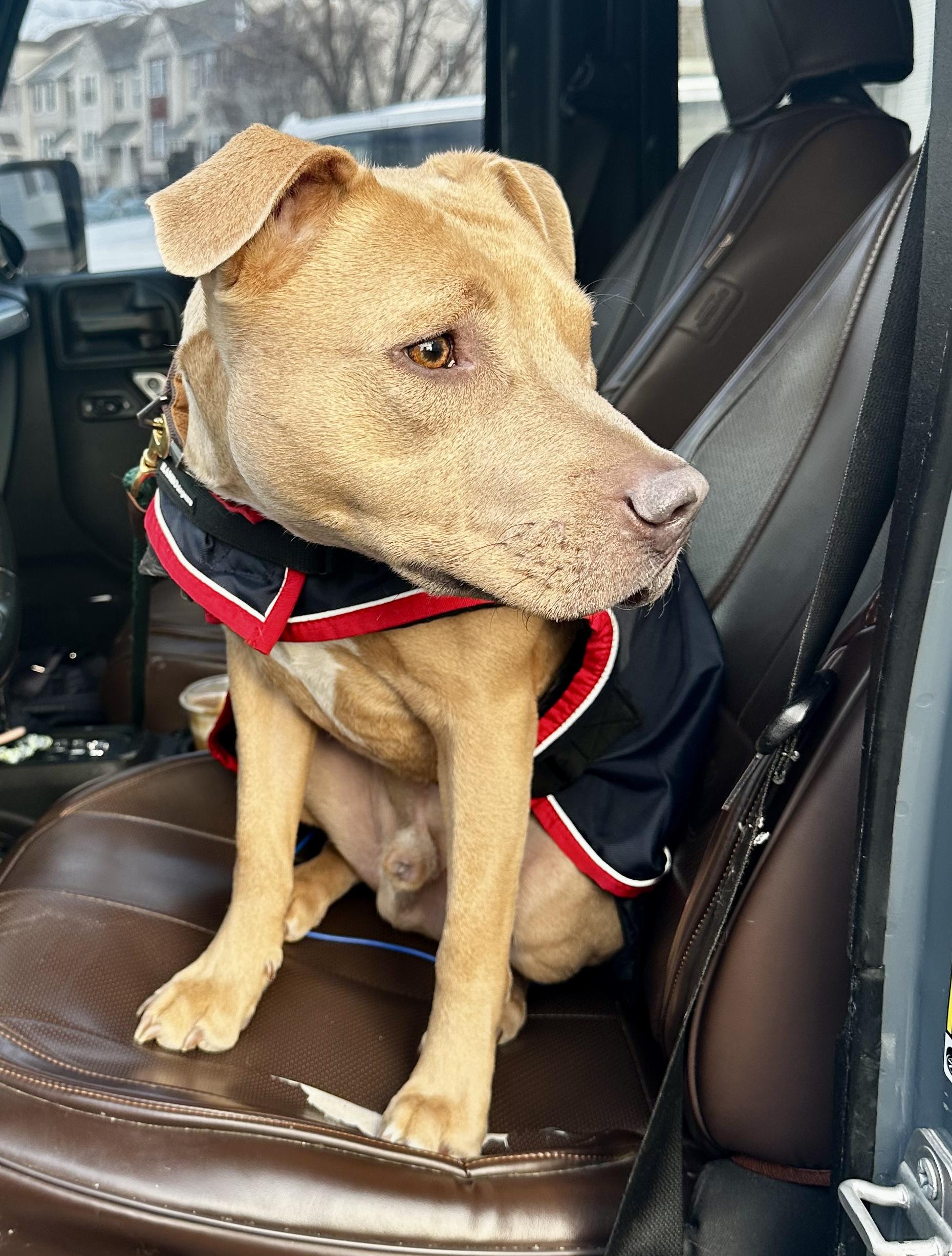 Benny, a Adopted mixed breed image 2/3