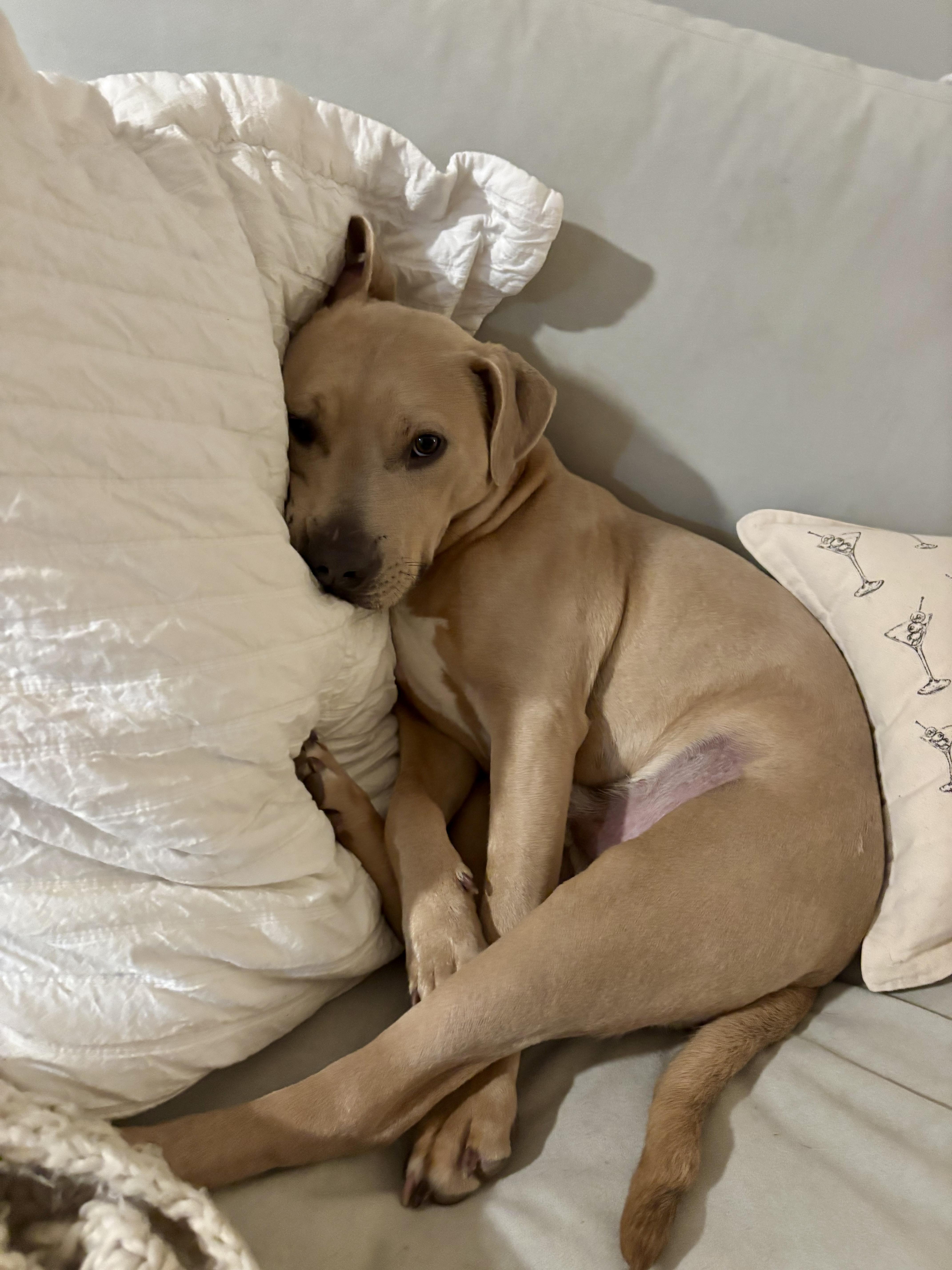 Benny, a Adopted mixed breed image 3/3