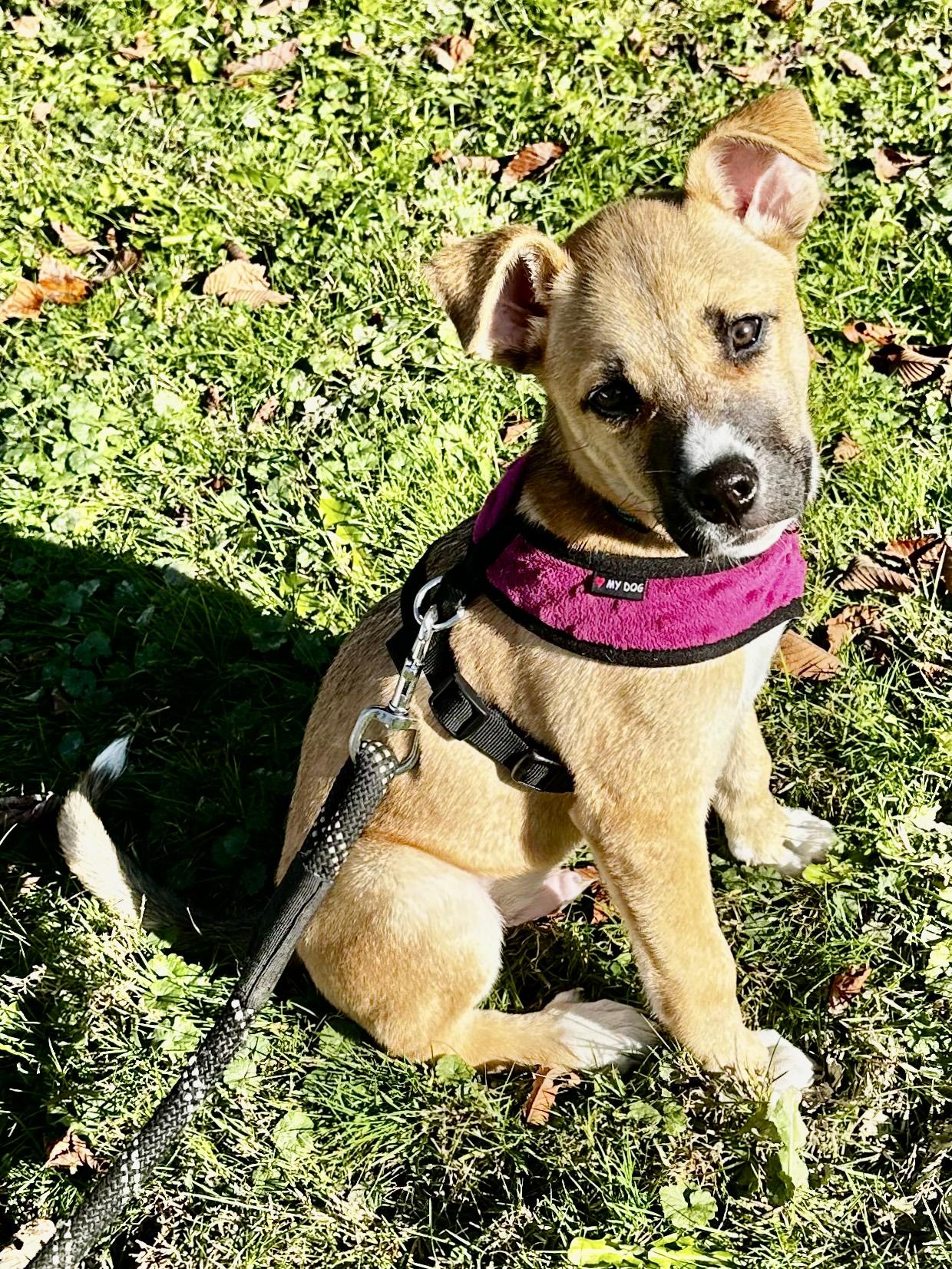 Wiley, adoptable, Puppy Male German Shepherd Dog & Boxer.