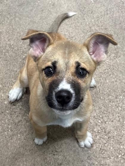 Enlarge Wiley, an adopted mixed breed in North Royalton, OH image 2/6