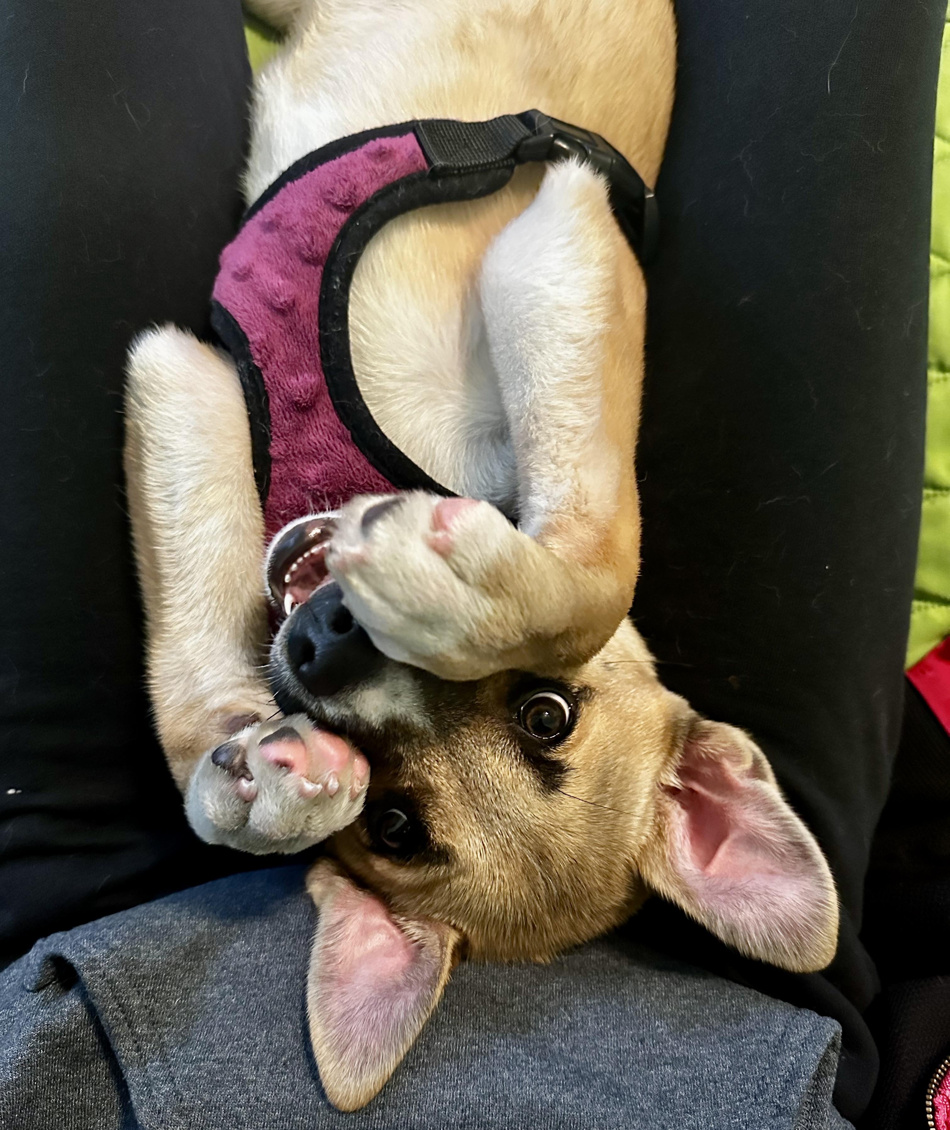 Enlarge Wiley, an adopted mixed breed in North Royalton, OH image 3/6