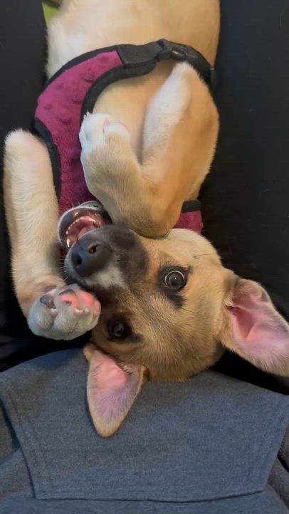 Enlarge Wiley, an adopted mixed breed in North Royalton, OH video 4/6