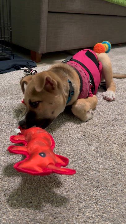 Enlarge Wiley, an adopted mixed breed in North Royalton, OH video 5/6