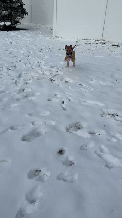 Enlarge Wiley, an adopted mixed breed in North Royalton, OH video 6/6