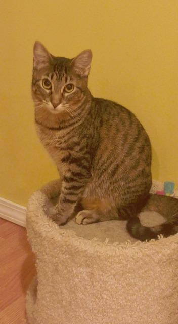 Enlarge Ruthie, a Adoptable mixed breed in Ballwin, MO image 2/2