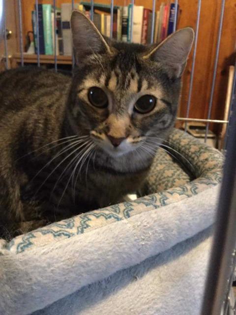 Enlarge Ruthie, a Adoptable mixed breed in Ballwin, MO image 2/6