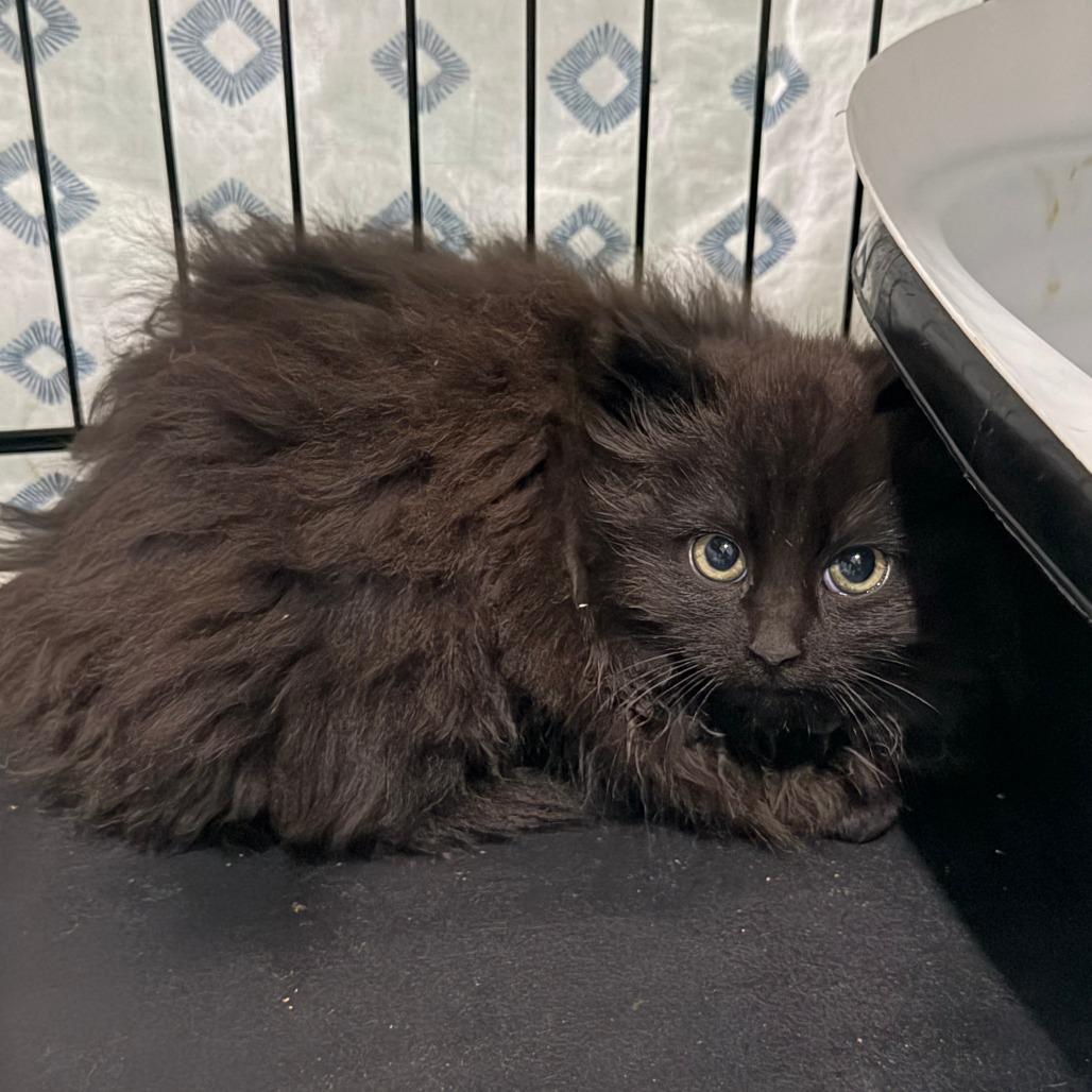 Enlarge Eden, a Adoptable Domestic Long Hair in Marion, VA image 1/1