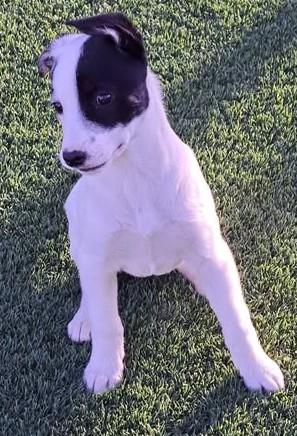 Enlarge Julia, an adopted Mixed Breed in Chino valley, AZ image 2/2