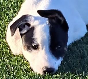 Enlarge Julia, an adopted Mixed Breed in Chino valley, AZ image 1/2