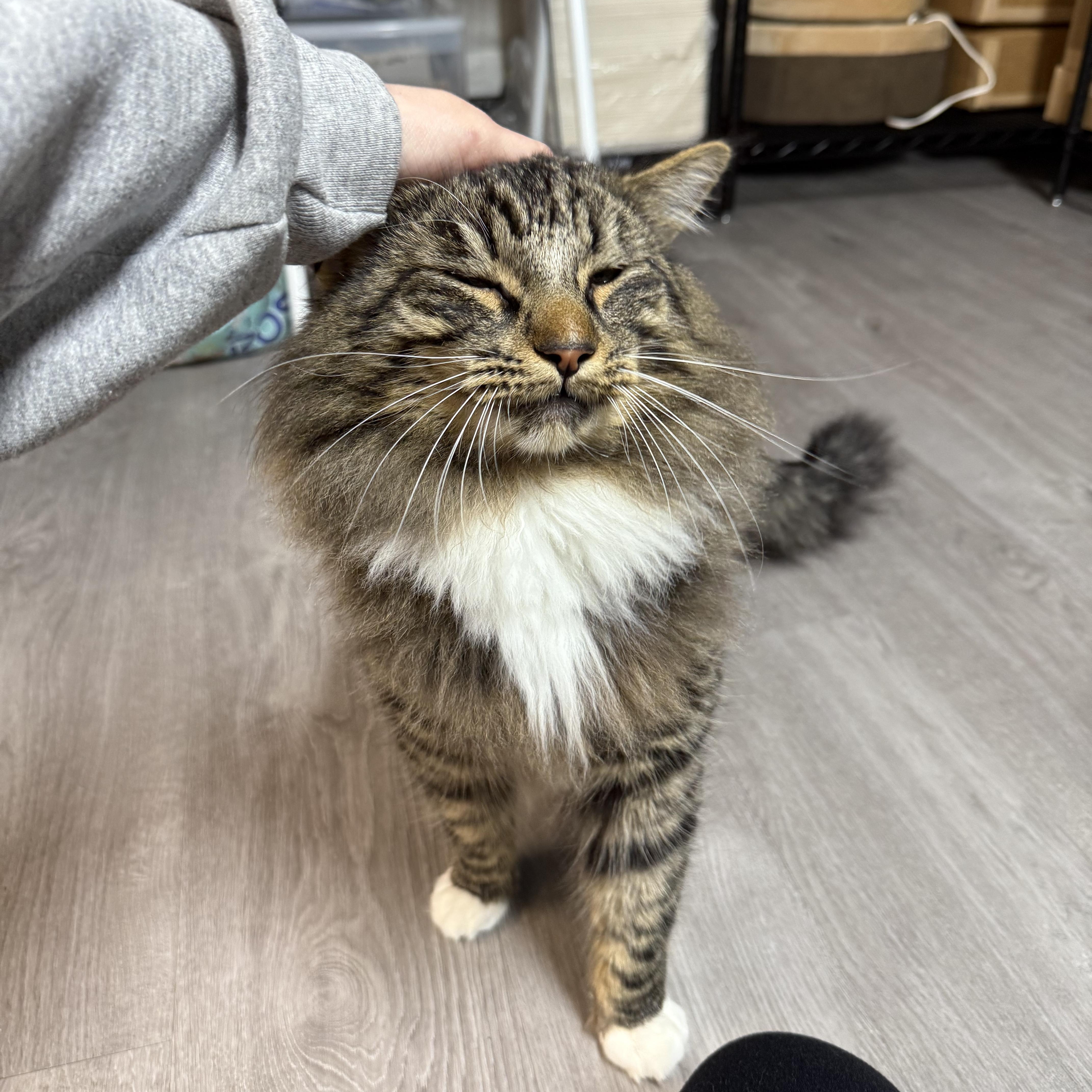 Stromboli, ADOPTABLE, Adult Male Domestic Long Hair.