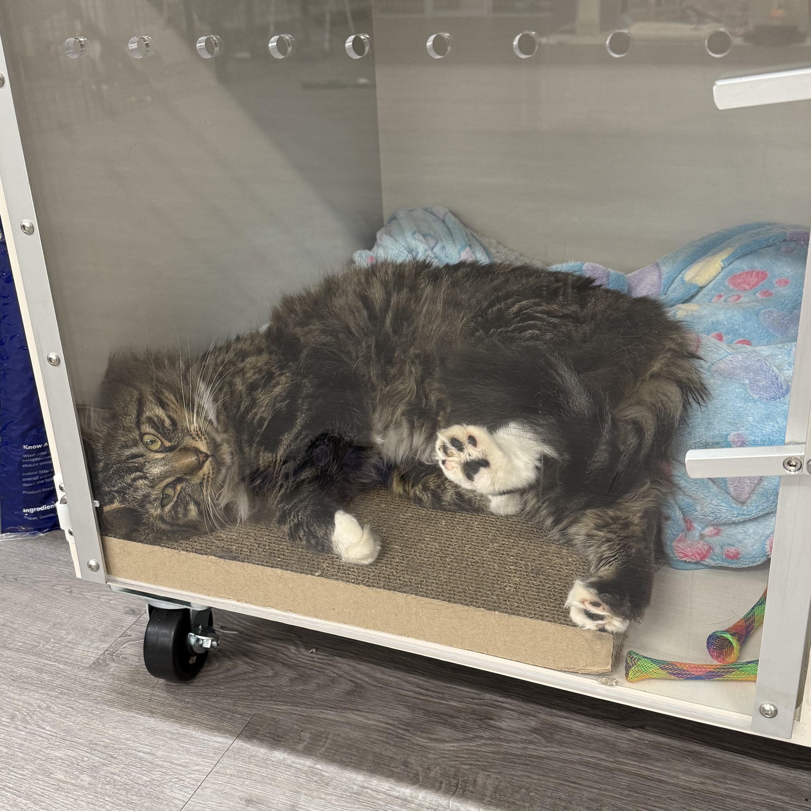 Stromboli, a ADOPTABLE mixed breed in Walnut Creek, CA image 3/6