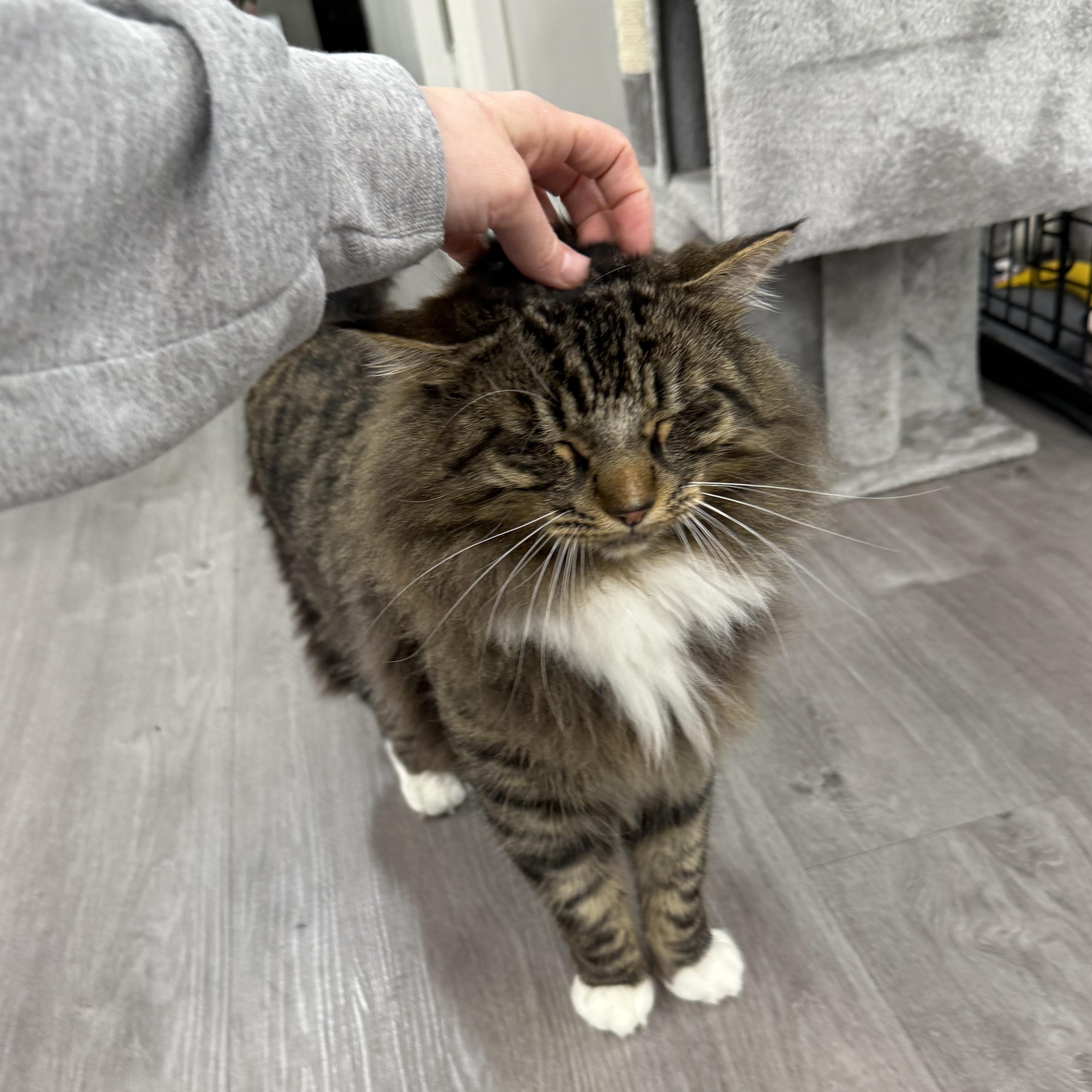 Stromboli, a ADOPTABLE mixed breed in Walnut Creek, CA image 5/6