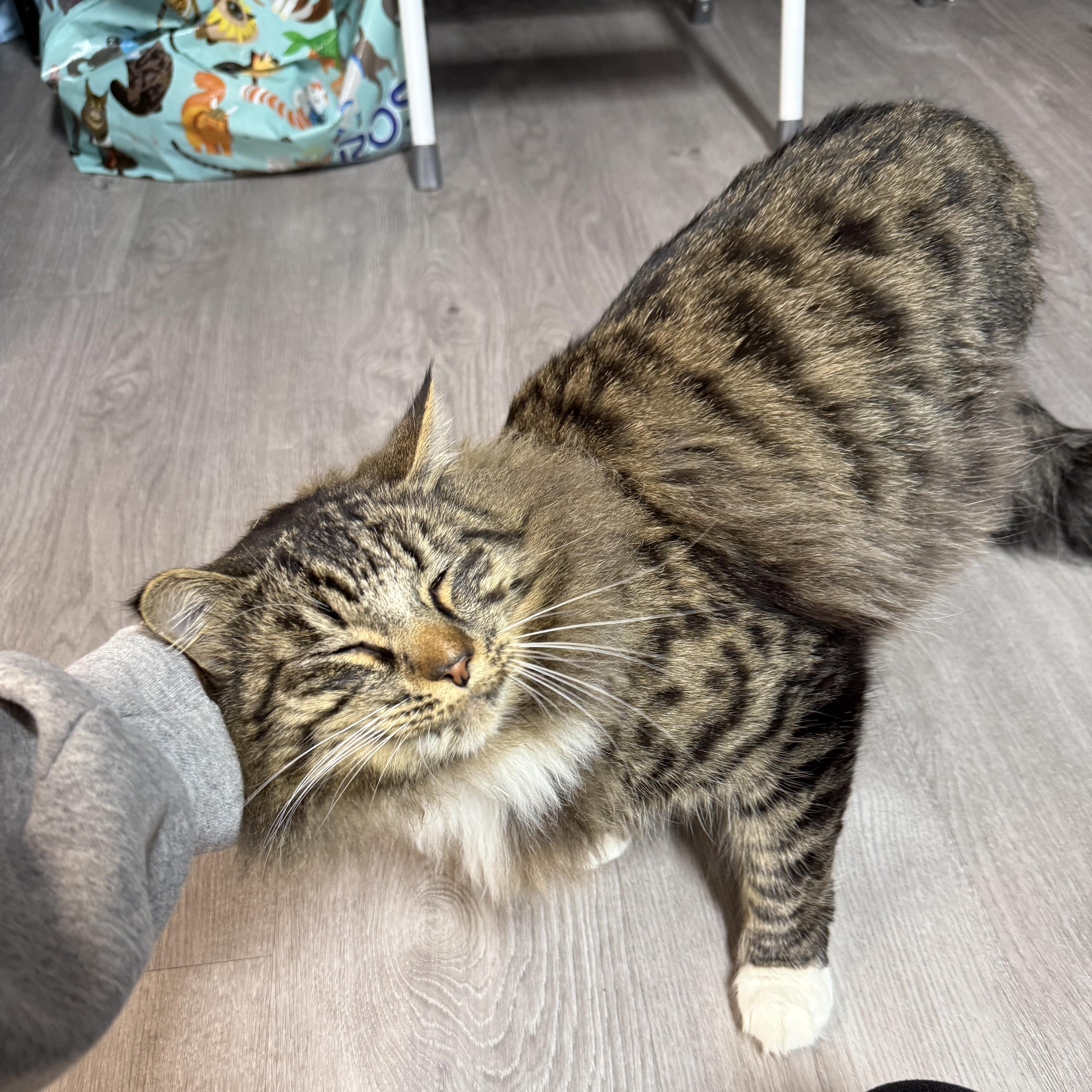 Stromboli, a ADOPTABLE mixed breed in Walnut Creek, CA image 4/6