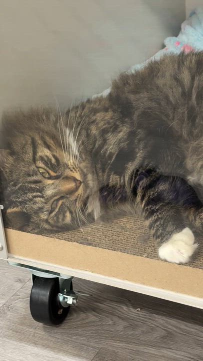 Enlarge Stromboli, a ADOPTABLE mixed breed in Walnut Creek, CA video 6/6