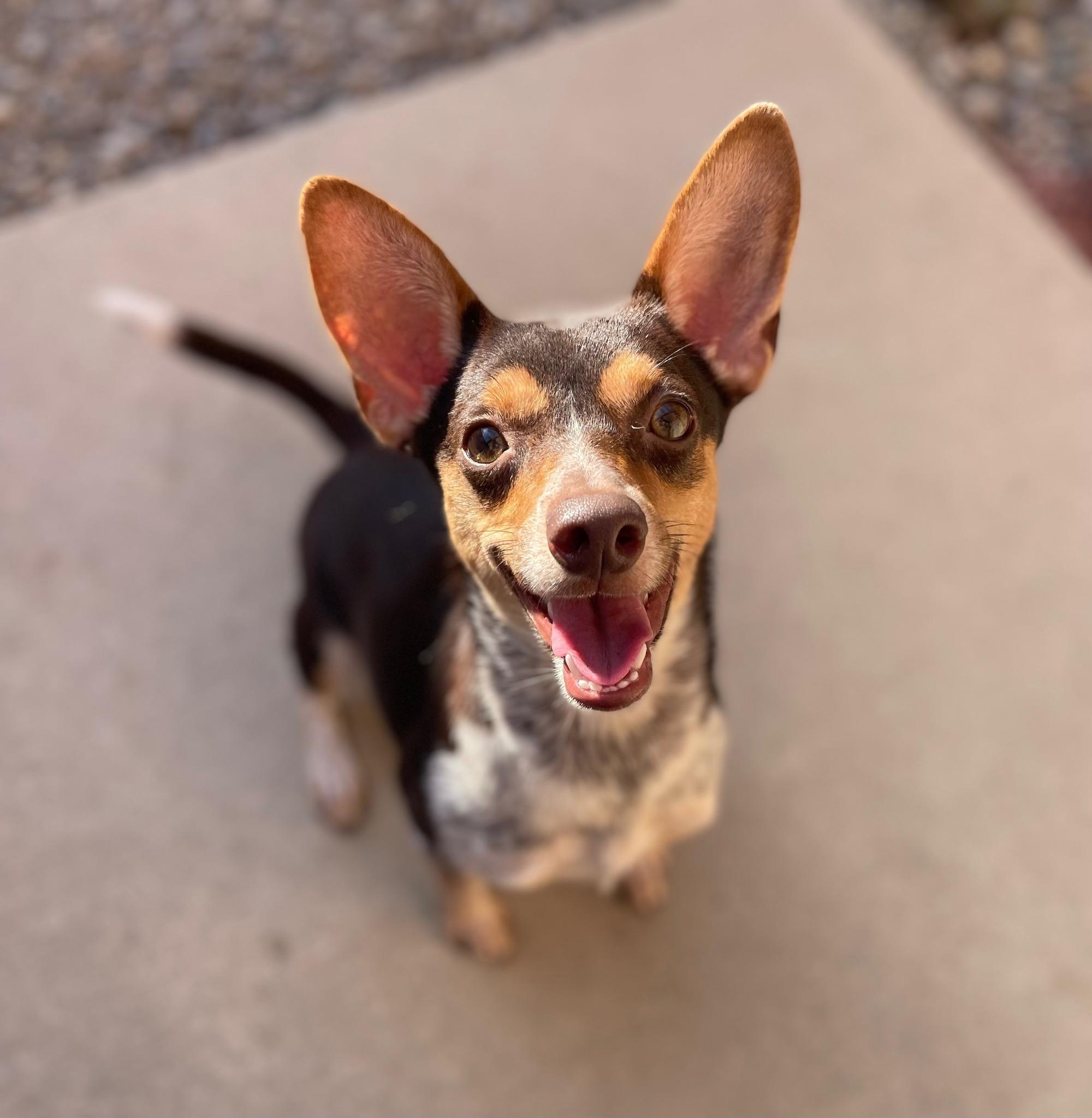 Bumblebee, adopted, Adult Female Terrier.