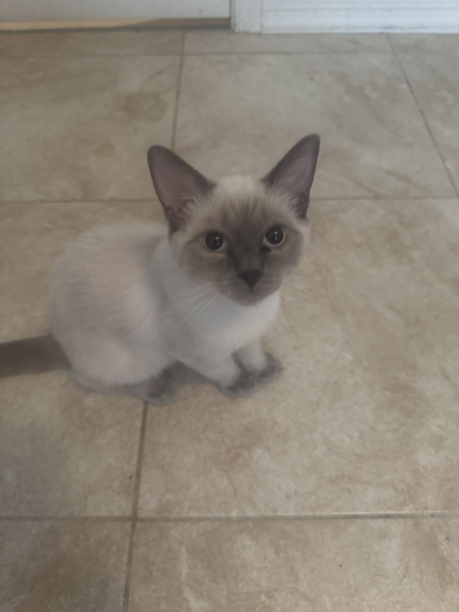 Enlarge Koda, a Adoptable Domestic Short Hair in Chandler, AZ image 1/3