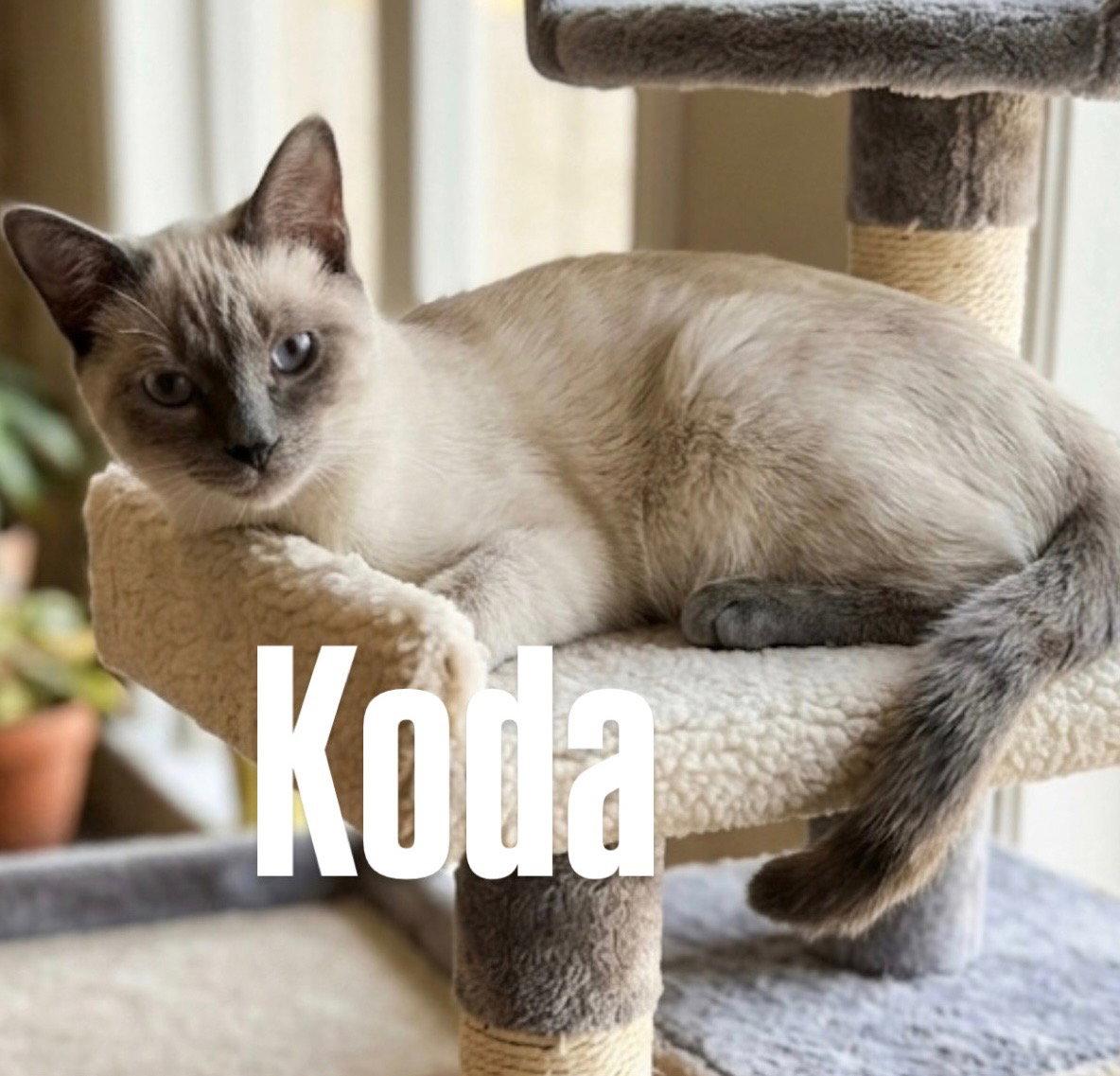 Enlarge Koda, a Adoptable Domestic Short Hair in Chandler, AZ image 2/3
