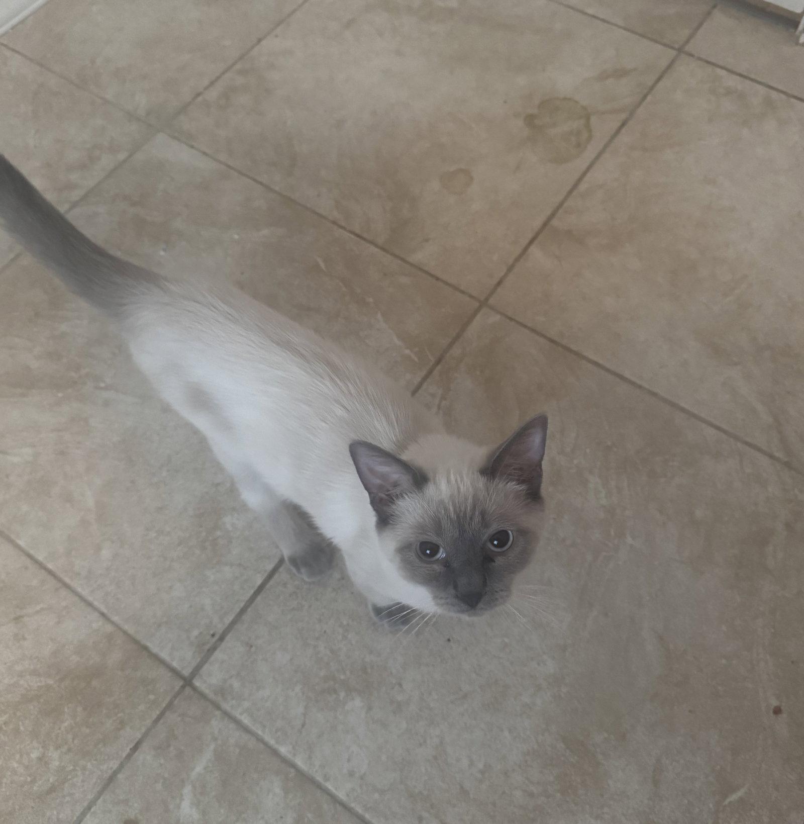 Enlarge Koda, a Adoptable Domestic Short Hair in Chandler, AZ image 3/3