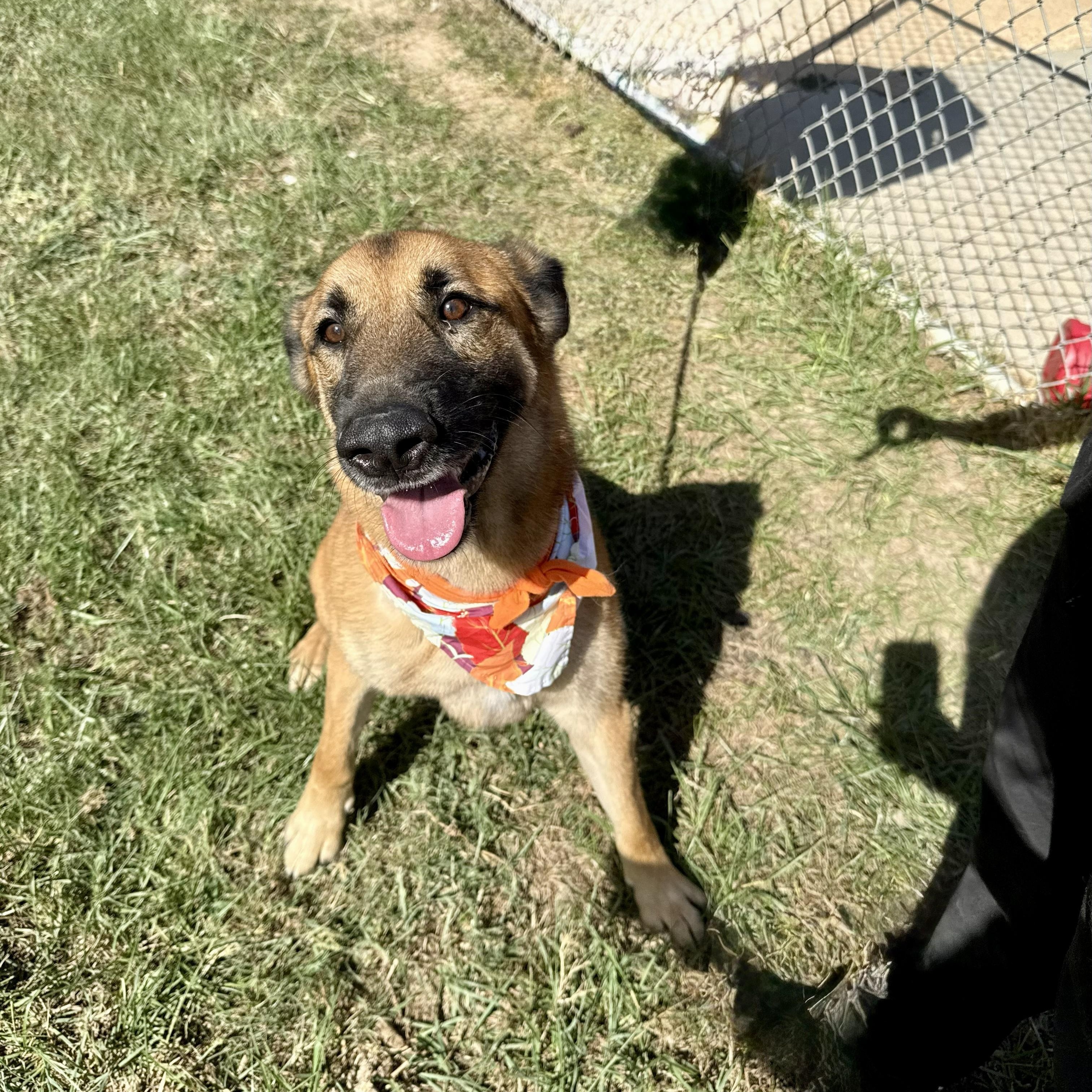 Puka — thumbnail 4