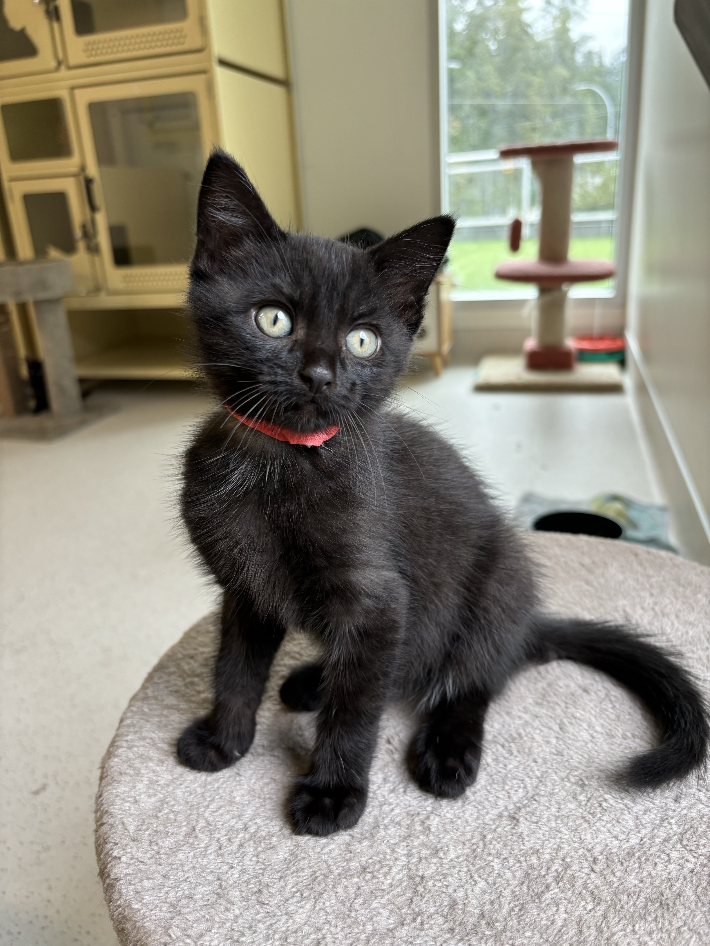 Enlarge Viktor, a Adopted Domestic Short Hair in North Vancouver, BC image 1/1