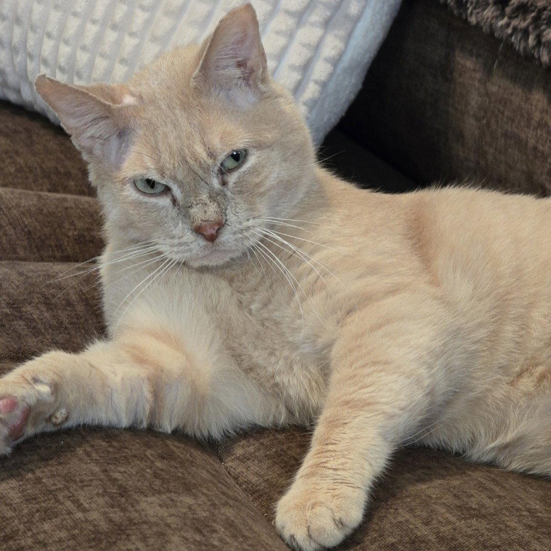 Stitch, Adoptable, Young Male Tabby.