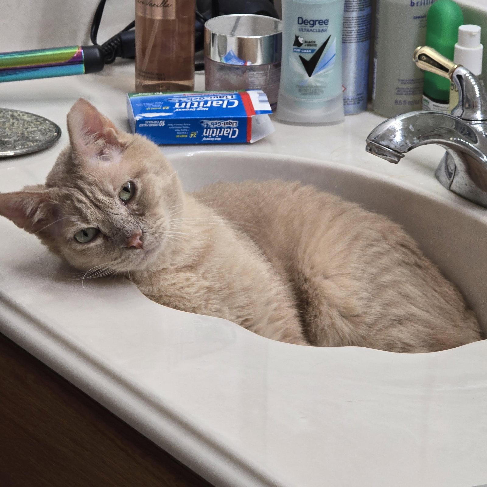 Enlarge Stitch, a Adoptable Tabby in Garland, TX image 2/3