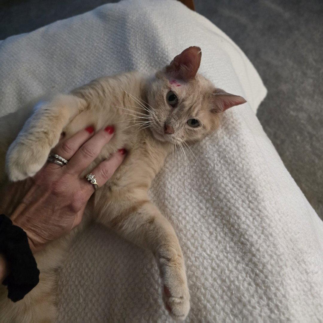 Enlarge Stitch, a Adoptable Tabby in Garland, TX image 3/3