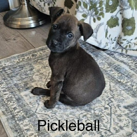 Pickleball (20260203-08)