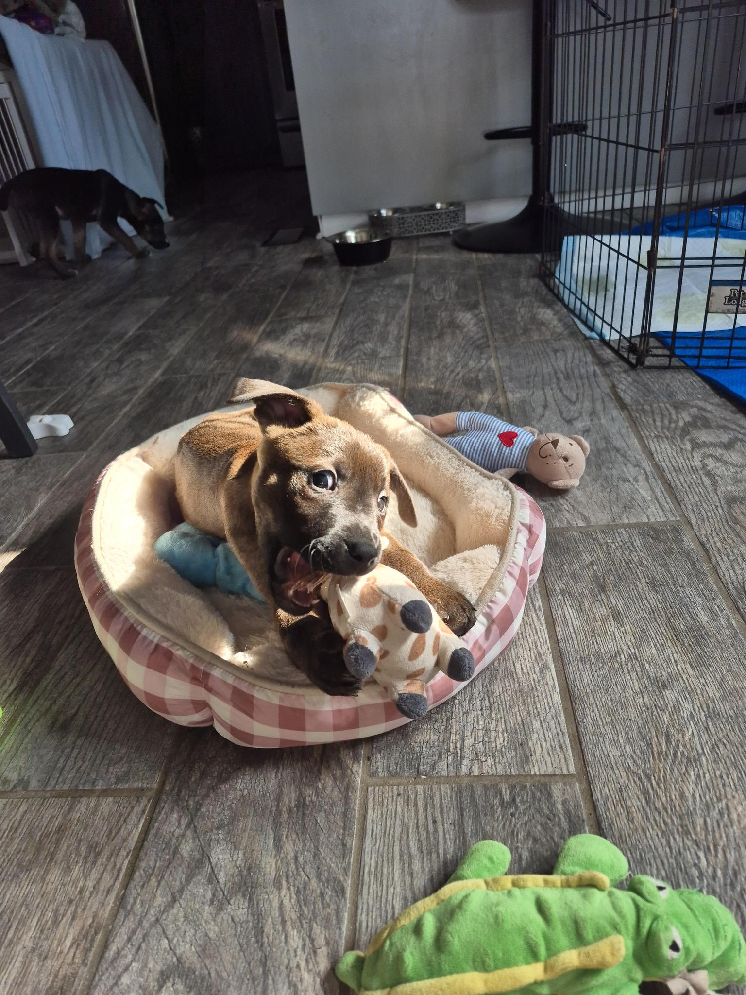 Pickleball (20260203-08) — thumbnail 2