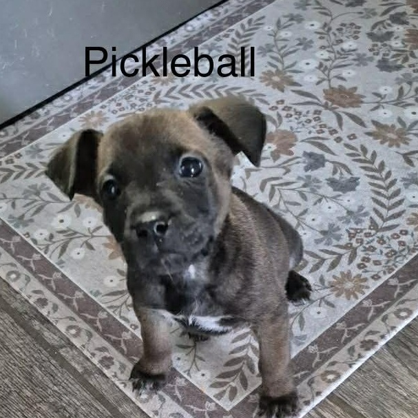 Pickleball (20260203-08) — thumbnail 3