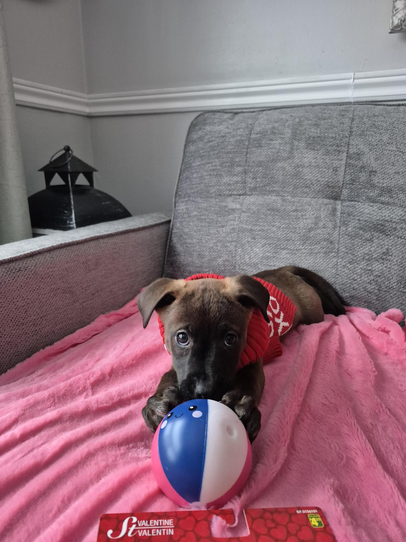 Pickleball (20260203-08) — thumbnail 4