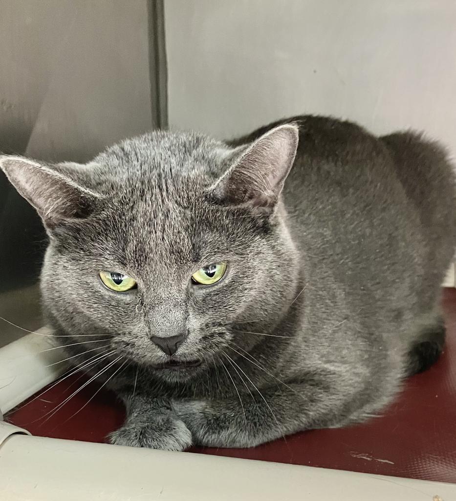 Darcy, Adoptable, Adult Male Domestic Short Hair.