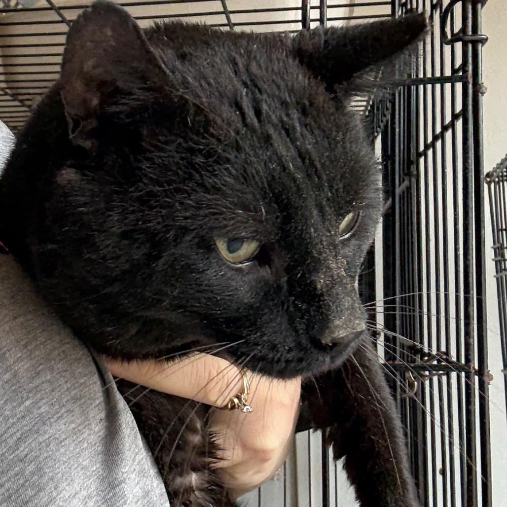 Tibb, Adoptable, Young Male Domestic Short Hair.