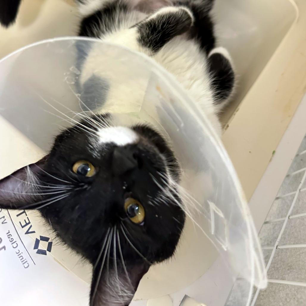 Sam, Adoptable, Young Female Domestic Short Hair.