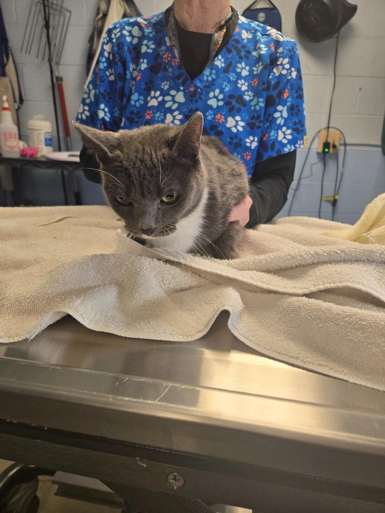 Freddy, Adoptable, Adult Female Domestic Short Hair.