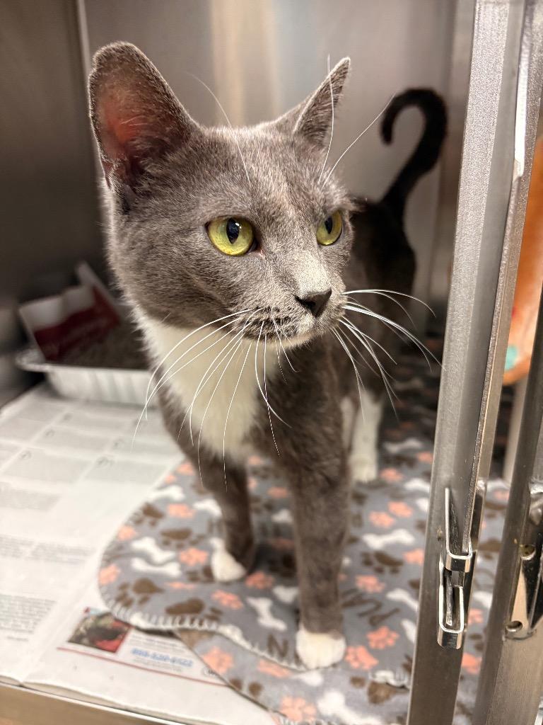 Enlarge Freddy, a Adoptable mixed breed in Detroit, MI image 2/2