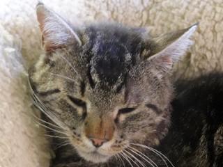 Marcus, a ADOPTABLE mixed breed in Anaconda, MT image 5/5