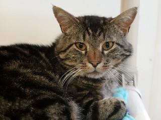 Marcus, ADOPTABLE, Adult Male Domestic Short Hair & Tabby.