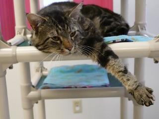 Marcus, a ADOPTABLE mixed breed in Anaconda, MT image 4/5