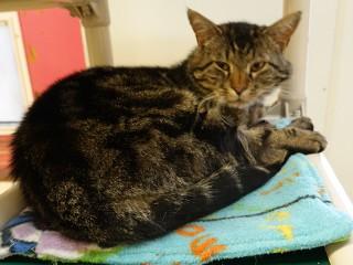 Marcus, a ADOPTABLE mixed breed in Anaconda, MT image 2/5
