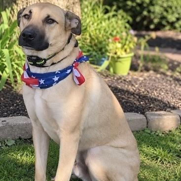 Riggs, Adoptable, Adult Male Rhodesian Ridgeback & Mountain Cur.