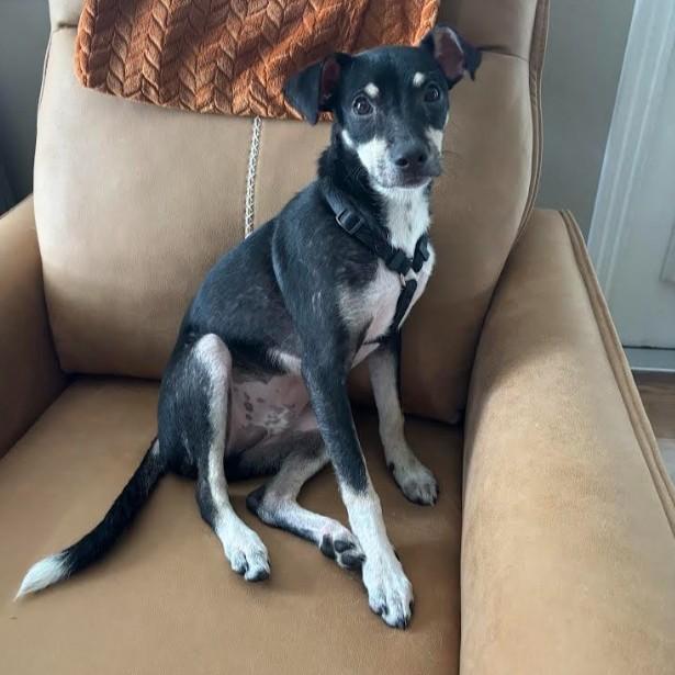 Dunkin, Adoptable, Puppy Male Chihuahua.