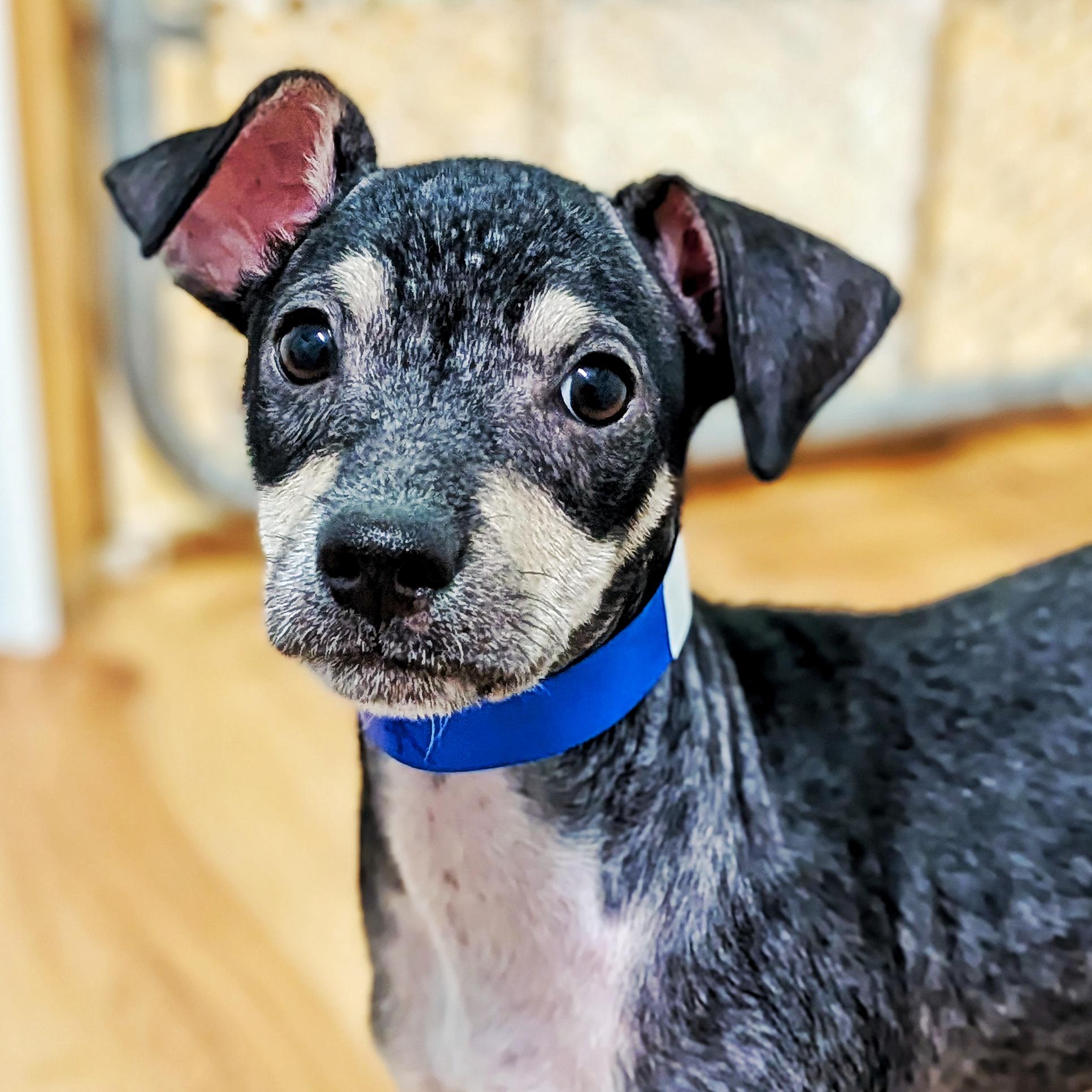 Tacoma, ADOPTABLE, Puppy Male Chihuahua.
