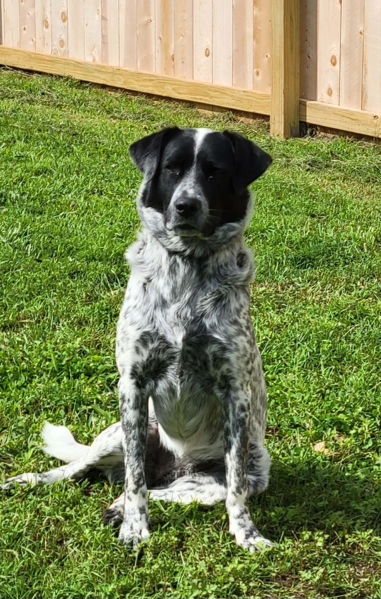 Lily, Adoptable, Young Female Australian Cattle Dog / Blue Heeler.