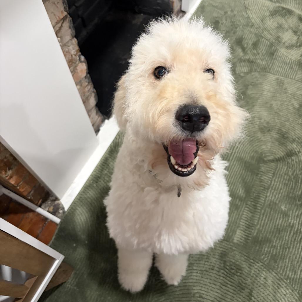 Lance, Adoptable, Senior Male Poodle & Golden Retriever.