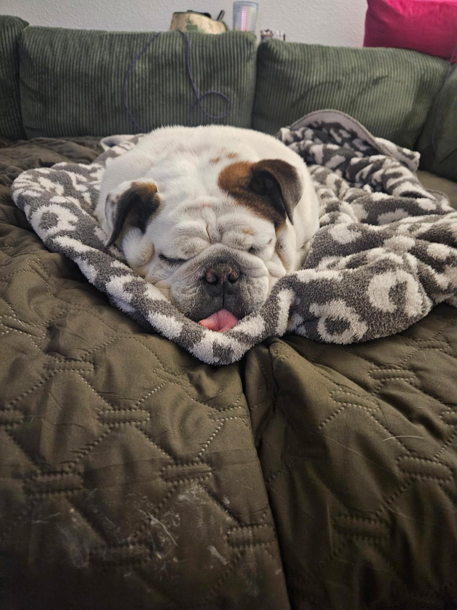 Enlarge Pudgey, a Adoptable English Bulldog in La Mesa, CA image 1/4