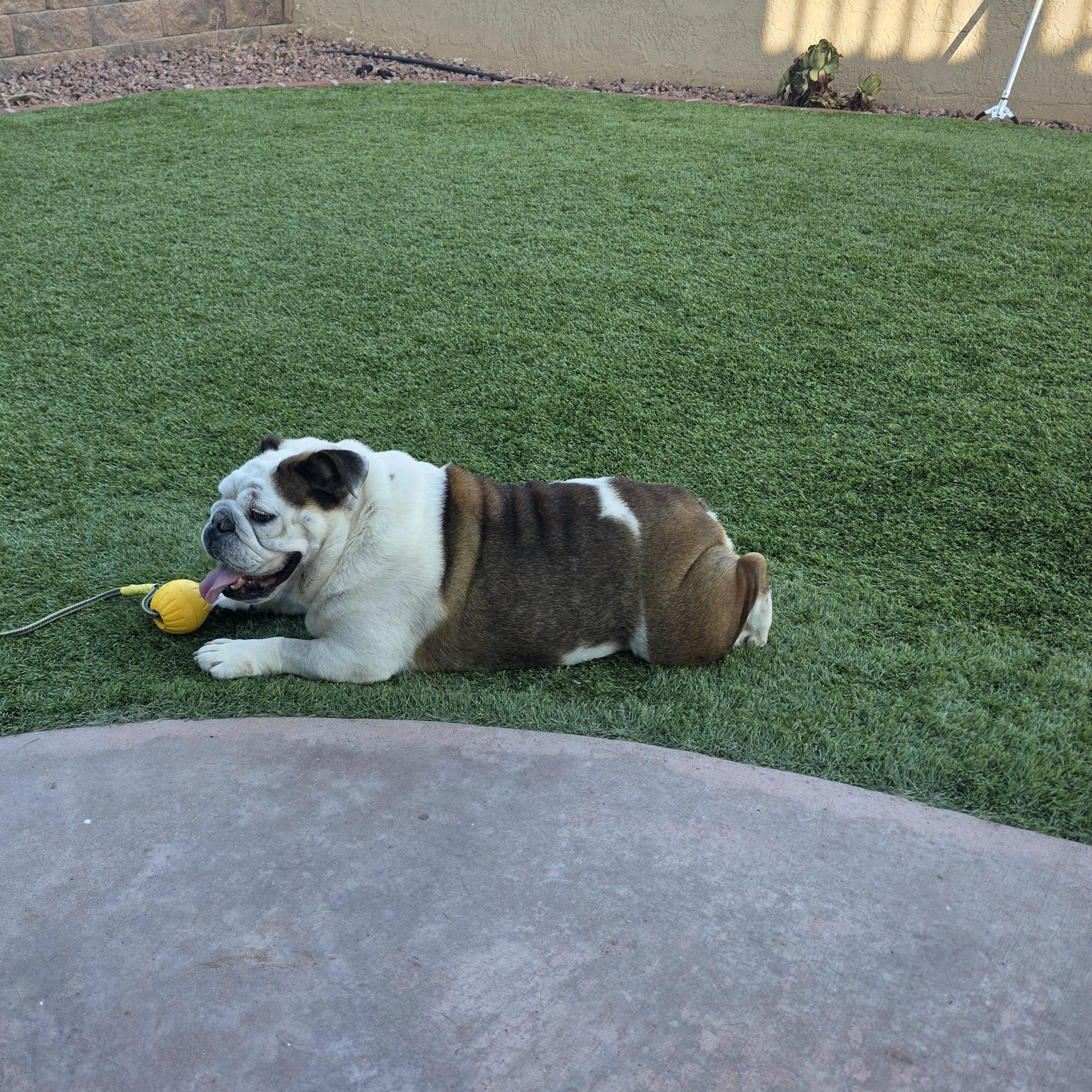 Pudgey, a ADOPTABLE English Bulldog in La Mesa, CA image 3/6