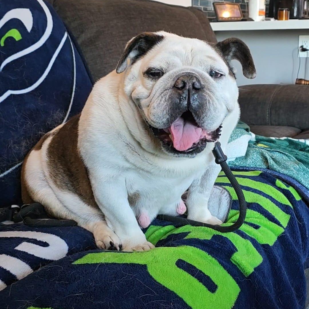 Pudgey, a ADOPTABLE English Bulldog in La Mesa, CA image 4/6